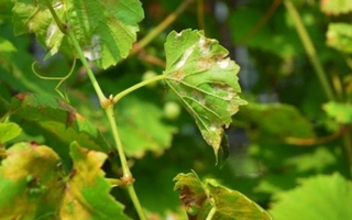 Gobierno emitió un protocolo urgente para productores vitícolas