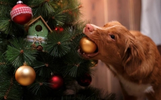 Cómo proteger tu árbol de Navidad de las travesuras de tu mascota estas fiestas