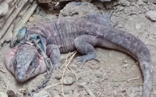 Allanan viviendas y rescatan fauna nativa