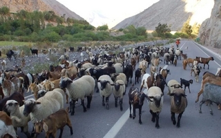 Con un aporte de $350 millones chilenos, San Juan y Coquimbo destraban las veranadas