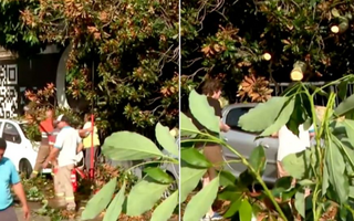  Un árbol cayó y destruyó dos autos por el temporal