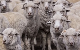 Declaran alerta sanitaria por sarna ovina en Chubut