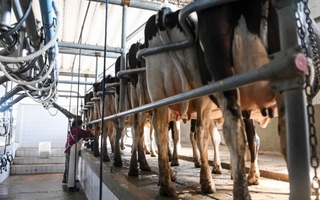 El sector lácteo exporta como nunca antes y encara un cierre de año histórico