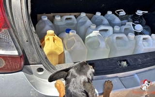 Una fundación llevó agua a perros rescatados en Sarmiento