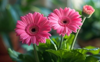 Como plantar la flor que embellece el jardín todo el año y es fácil de cuidar