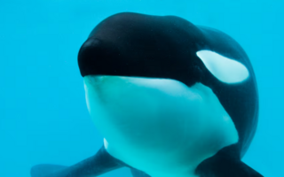 Falleció la única orca que vivía en cautiverio en la Argentina