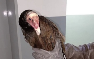 Alerta por maltrato animal: rescatan a un jote en Caucete