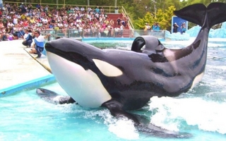 Cuál es la historia de Kshamenk, la orca que pasó 33 años en cautiverio