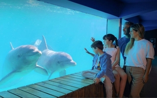 Vacaciones con calculadora: lo que sale ir a Mundo Marino desde San Juan