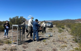 Liberaron aves recuperadas en operativos contra el tráfico de fauna