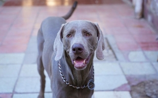 Por las vacaciones de verano, las guarderías para mascotas están llenas