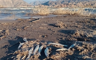 Expertos analizan premisas claves por los peces muertos en Cuesta del Viento