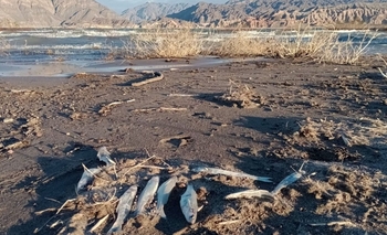 Expertos analizan premisas claves por los peces muertos en Cuesta del Viento