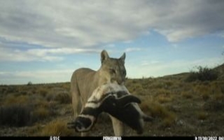 Caos en el ecosistema: los pumas cazan pingüinos en la Patagonia