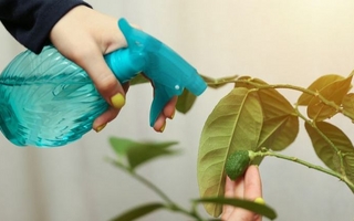 Mejora los frutos del limonero con un increíble truco casero