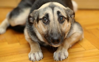 Pirotecnia en San Juan: consejos clave para cuidar a las mascotas