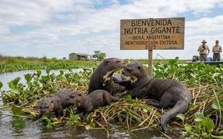 Argentina hace historia: vuelve la nutria gigante tras 39 años de ausencia