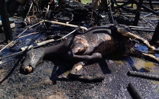 Dejaron las brasas del asado y un caballo murió incinerado en el corral