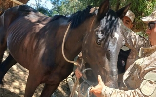 Rescatan aves silvestres y caballos en operativos rurales en tres departamentos