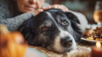 La demencia canina afecta a más del 60% de perros mayores: cómo reconocer sus síntomas