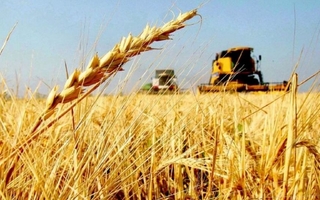 Exportaciones récord de trigo en diciembre impulsan el ingreso de dólares