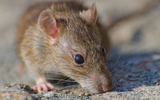 Alarma por hantavirus en Salta: 12 casos y cinco muertes