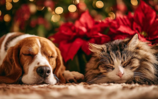 Cómo afecta la pirotecnia a perros y gatos y cómo protegerlos