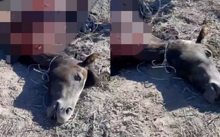 Denuncian un terrible caso de faena ilegal de un caballo en 25 de Mayo