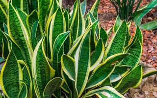 Guía práctica para multiplicar la lengua de suegra sin que se pudra