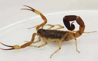 Una nena de 11 años fue picada por un alacrán y debió ser hospitalizada en San Juan