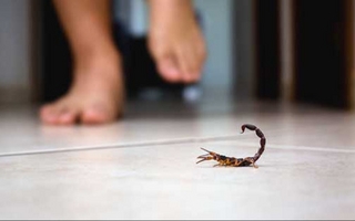 Qué hacer y a dónde ir si te pica una alacrán o escorpión en San Juan