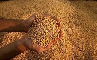 La soja se convierte en rehén de la disputa geopolítica entre Estados Unidos y China