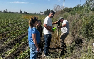 Con controles sanitarios, San Juan monitorea la plaga del algodón 
