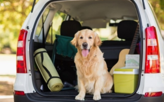 Viajar con mascotas: todo lo que necesitás saber para este verano