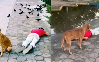 Estaba borracho, se durmió en la calle y su perro lo “despertó” como héroe