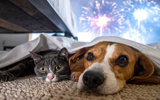 YouTube para mascotas: los canales que calman estrés por pirotecnia