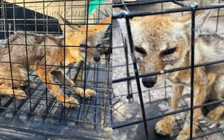 Lucha a contrarreloj para salvar a un zorrito en Ullum