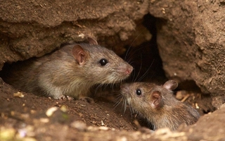 Alerta por hantavirus tras el fallecimiento de una mujer de 40 años