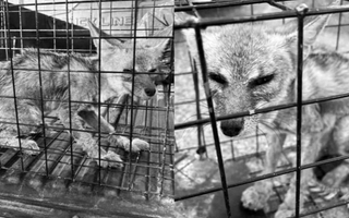 Pese al esfuerzo, murió la zorrita rescatada en Ullum