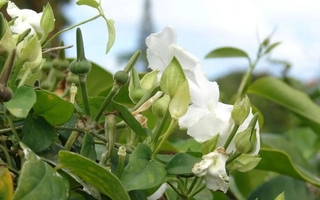 Conocé la planta trepadora con flores perfumadas que transforma tu jardín