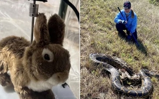 Florida usa conejos robot para combatir una invasión de pitones