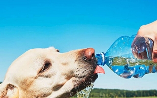 Golpe de calor en perros y gatos: cómo identificar síntomas y actuar a tiempo