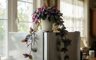Qué significa poner una planta arriba de la heladera según el Feng Shui