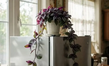 Qué significa poner una planta arriba de la heladera según el Feng Shui