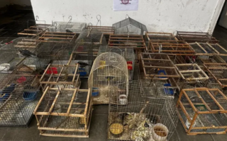 Detuvieron a tres personas y rescataron a mas de 100 aves en cautiverio